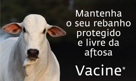 Capa da notícia: Angra já está vacinando rebanho contra a febre aftosa