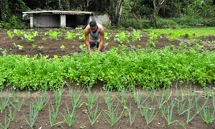 Capa da notícia: Ministério de Agricultura aprova dois projetos de Angra