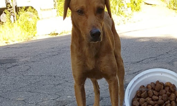 Capa da notícia: Pandemia de covid-19 oferece dificuldades aos animais de rua