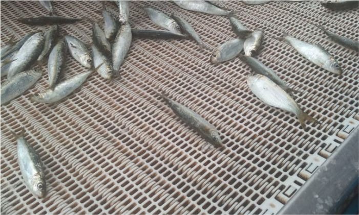 Capa da notícia: Defeso da sardinha em nova data