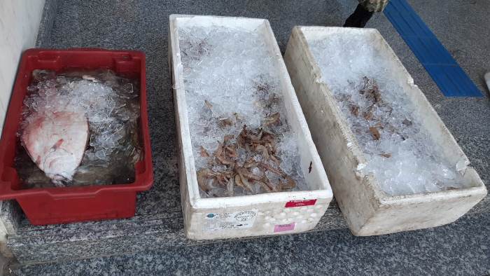 Capa da notícia: Camarão e peixe são doados para a Casa Abrigo e Asilo