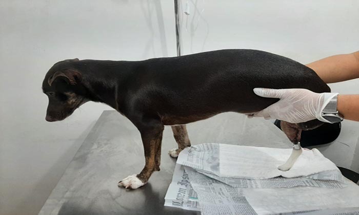 Capa da notícia: Angra faz primeira cirurgia de prótese animal