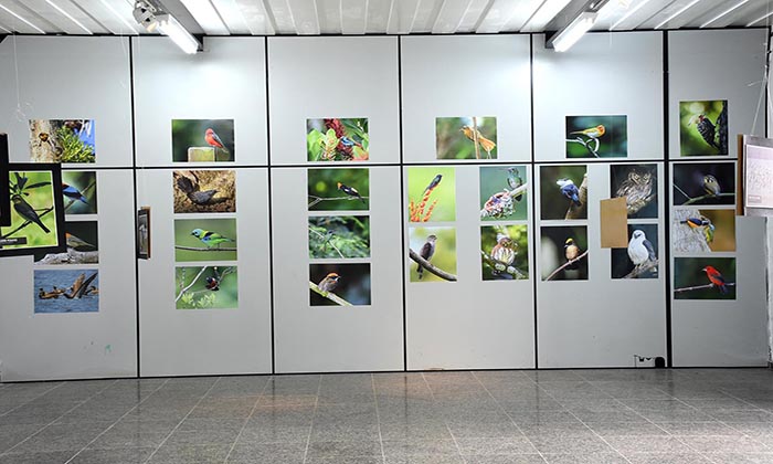 Capa da notícia: Exposição “Aves dos Reis” é aberta em Angra