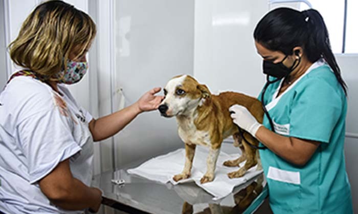 Capa da notícia: 4000 animais serão castrados em Angra
