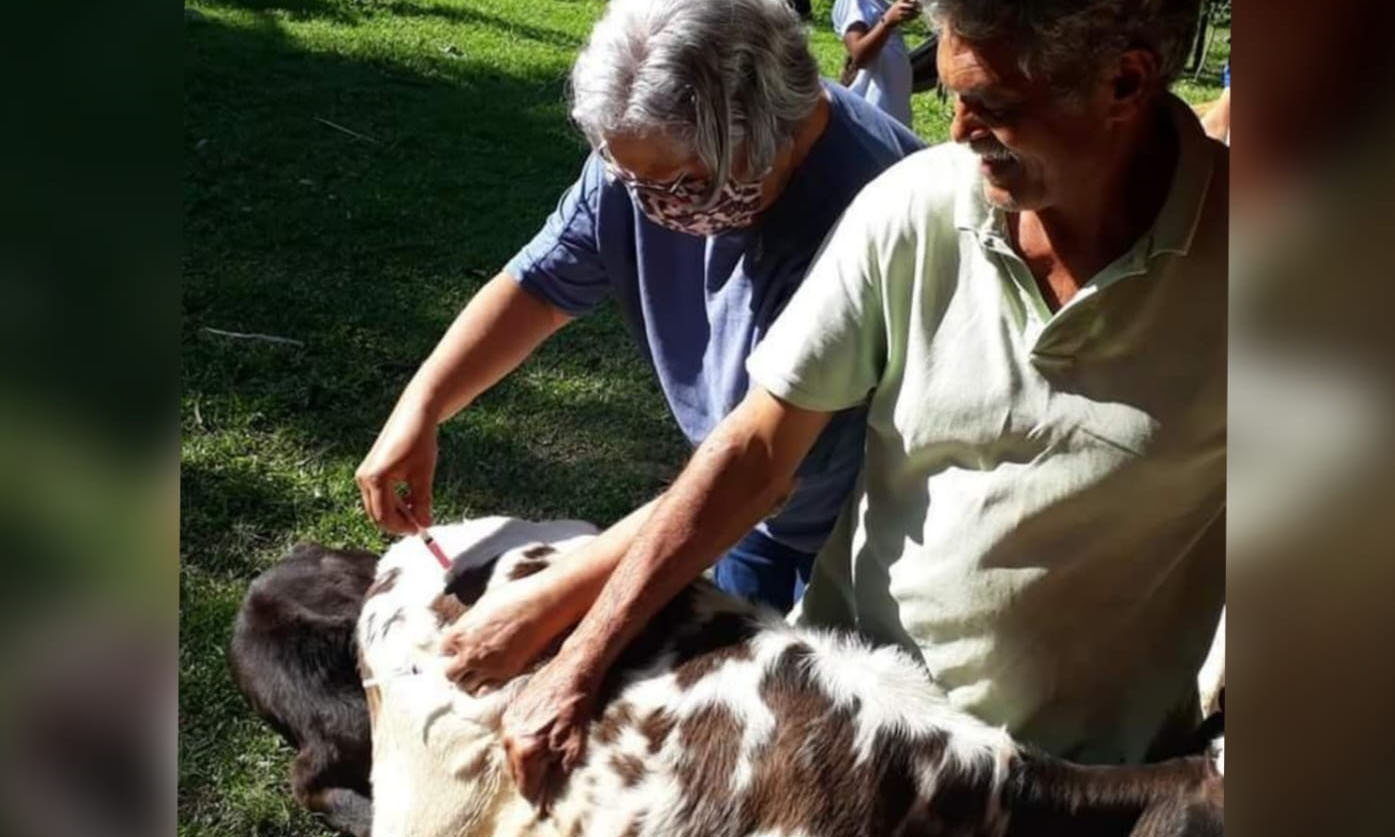 Capa da notícia: Angra atinge meta de vacinação contra a Febre Aftosa