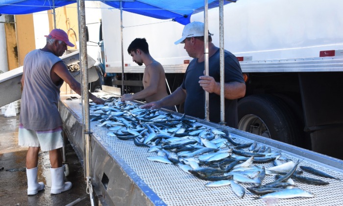 Capa da notícia: Pesca da sardinha-brasileira pode ser retomada neste sábado, 28